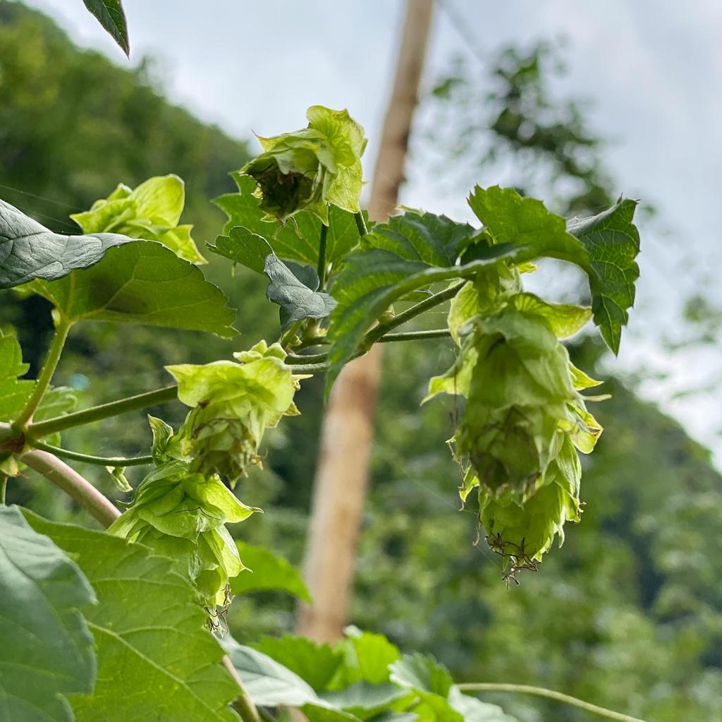 Scola Luppolo adotta pianta + cassa 6 birre Colombaire