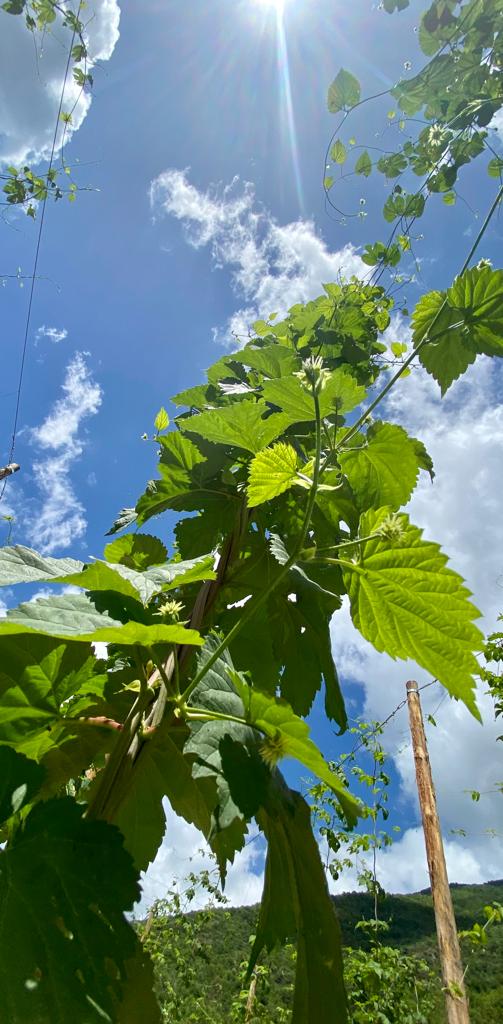 Scola Luppolo adotta pianta + cassa 6 birre Colombaire