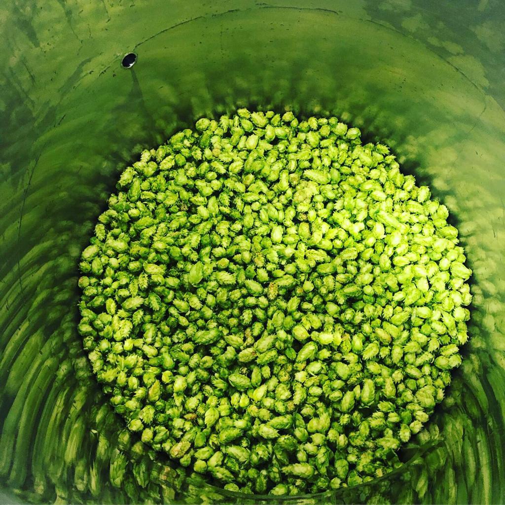 Scola Colombaire Hoppy Belgian Ale 12 Bottiglie