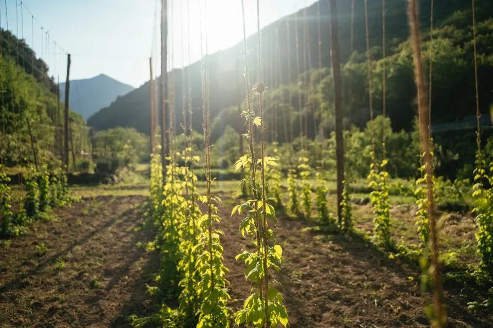 Scola Luppolo adotta pianta + cassa 6 birre Colombaire